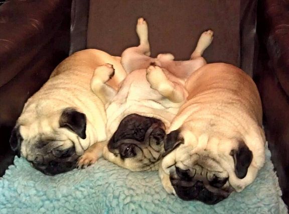 three Pugs sleeping on the chair