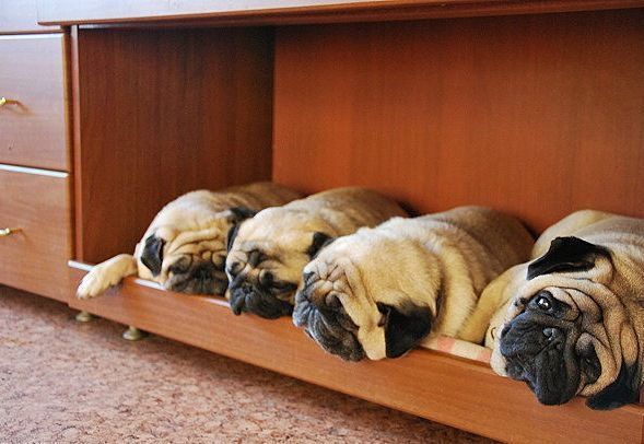 Pug sleeping below the cabinet