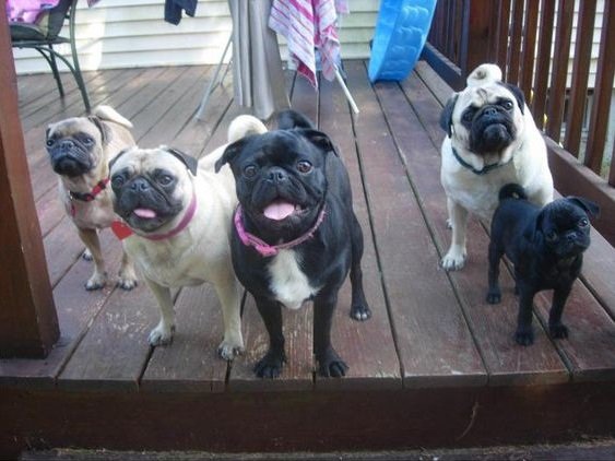 five Pug standing behind the glass door