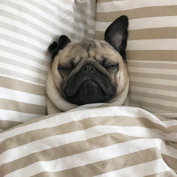 Pug in bed sleeping