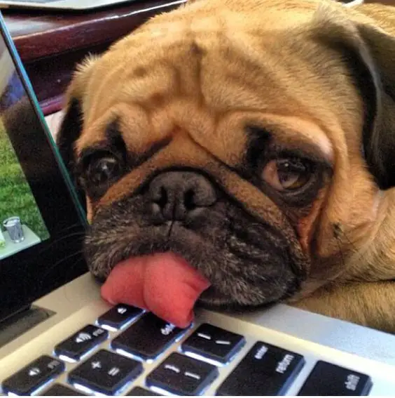 face of a pug with its tongue out on top of the laptop's keyboard