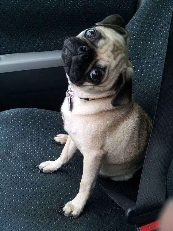 Pug sitting on the passenger seat with its begging eyes while tilting its head