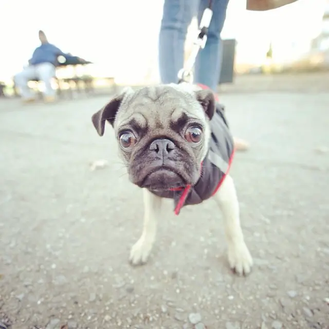 Pug staring with its scared face