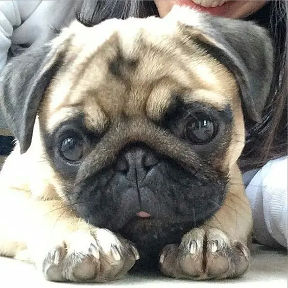 Pug lying down on the floor with its adorable face