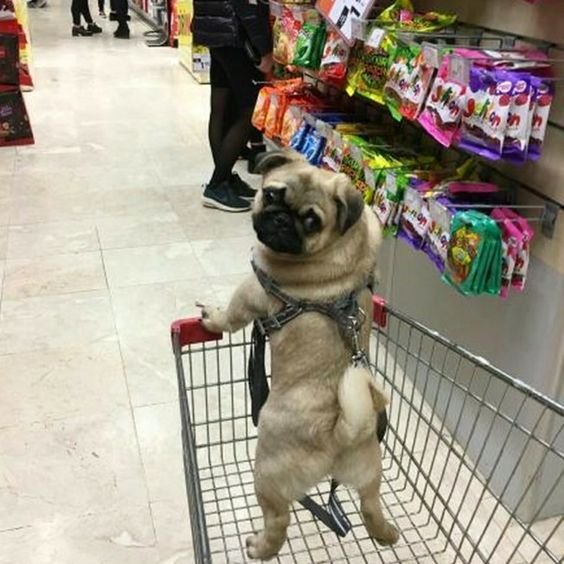 Pug standing inside the shopping cart