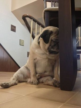Pug sitting on the floor leaning its face towards the feet of a table while sleeping