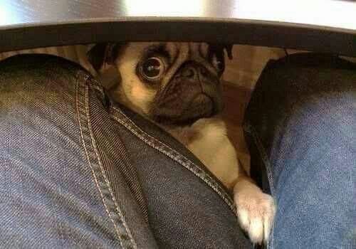 Pug under the table in between a person's leg with its begging face