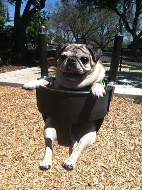 Pug in swing at the park