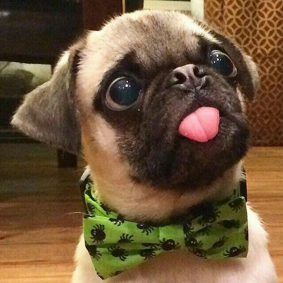 Pug wearing a green ribbon neck tie while sticking its tongue out and looking up