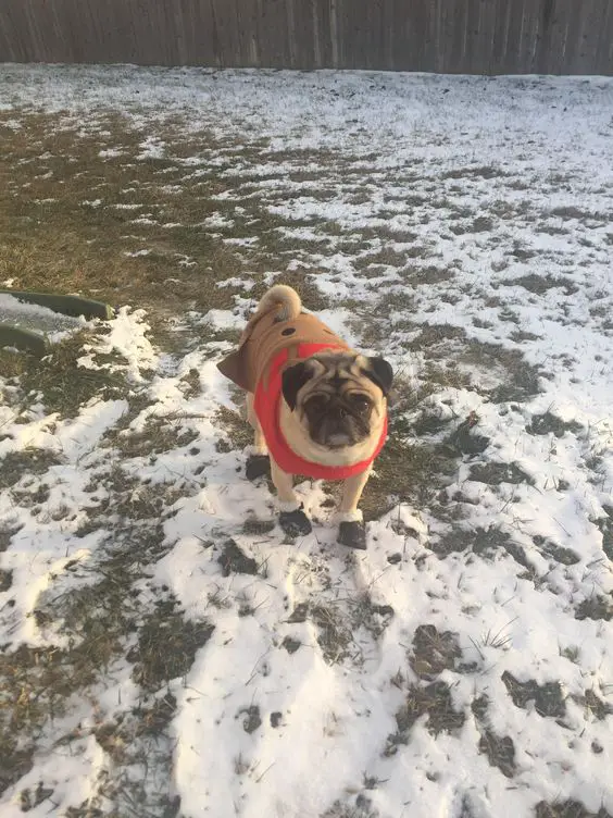 Pug wearing a sweater and shoes taking a walk at the park with the grass still a little covered with snow