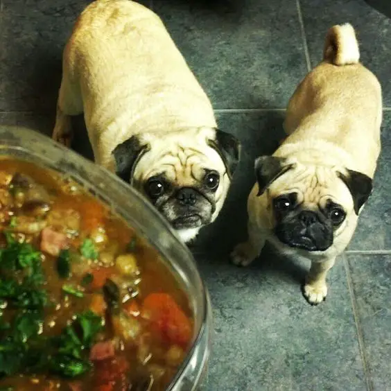 two Pug standing on the floor while waiting for their food