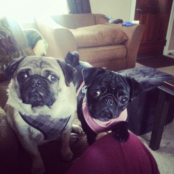 two Pugs sitting on the chair with their begging faces