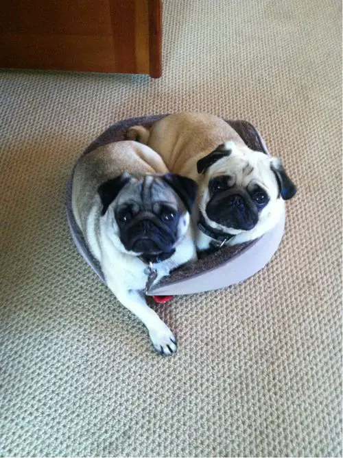 two Pugs lying in their small bed