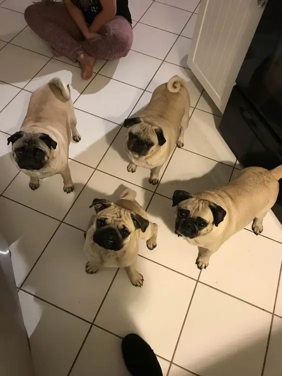 four Pugs standing on the floor with their begging faces