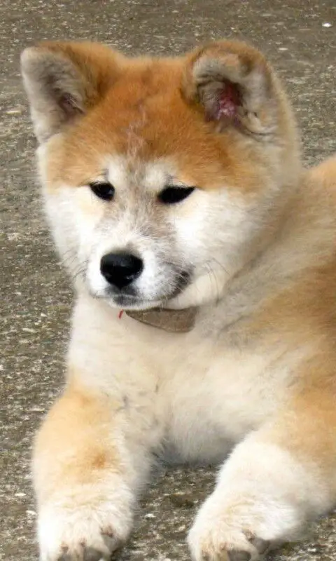 Akita Inu puppy lying on the ground