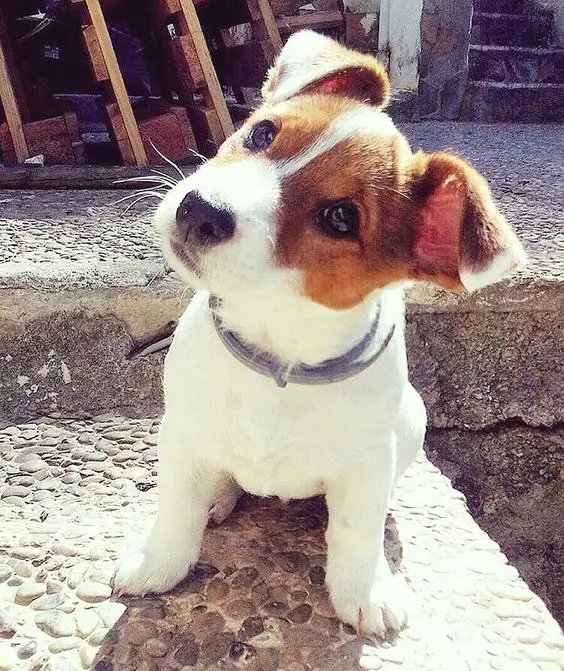 Jack Russell Terrier puppy sitting while tilting its head