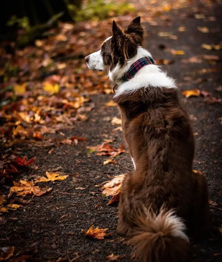A Red Border Collie sitting on the pathway with dried maple leaves at the forest