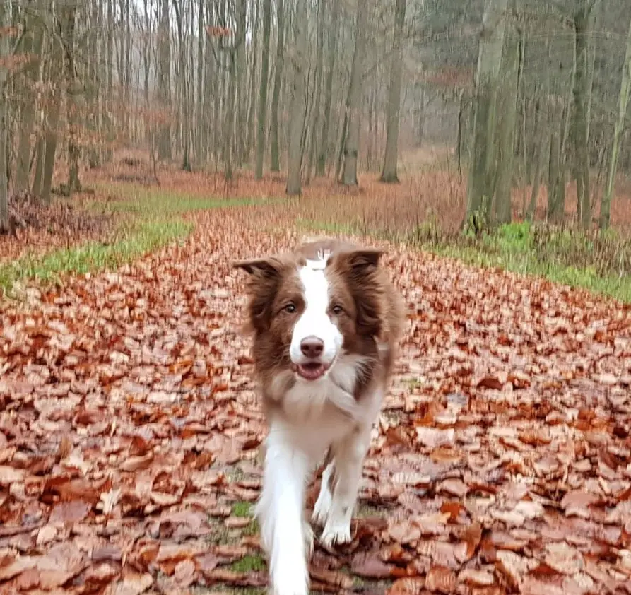 A Red Border Collie walking in the forest with dried leaves on the ground