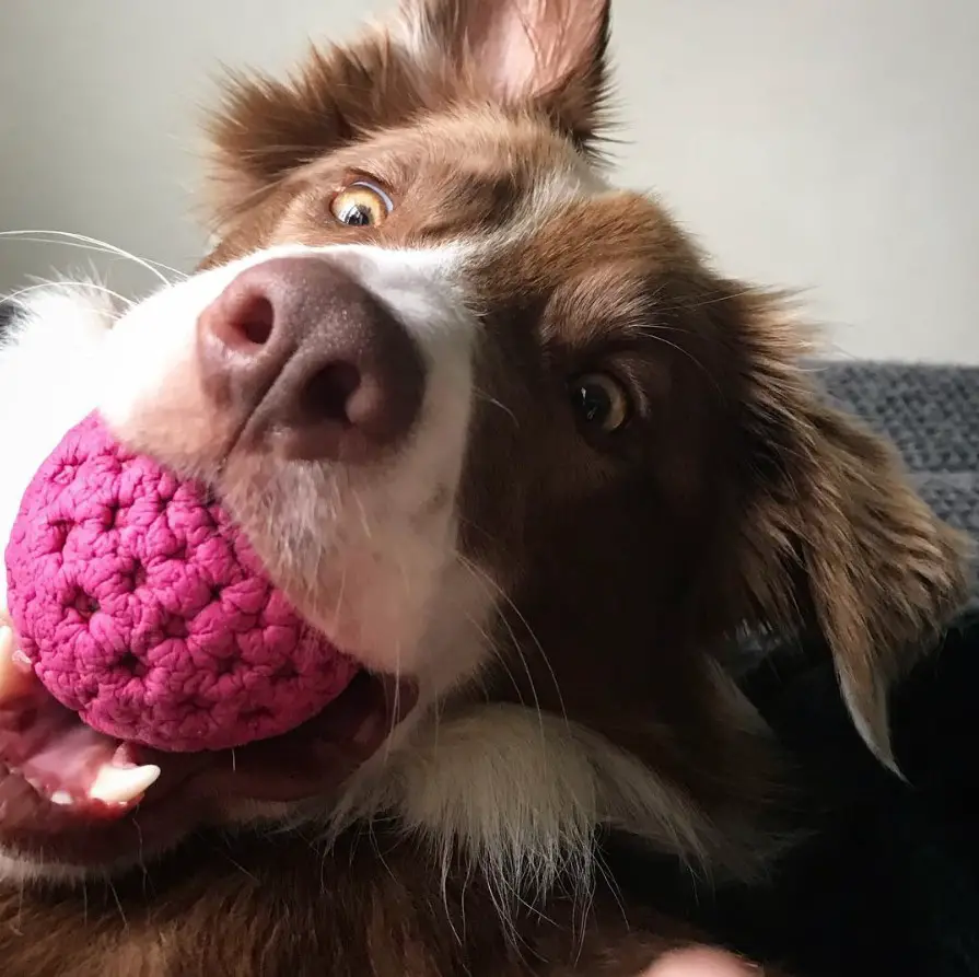 A Red Border Collie lying on the couch with a ball in its mouth