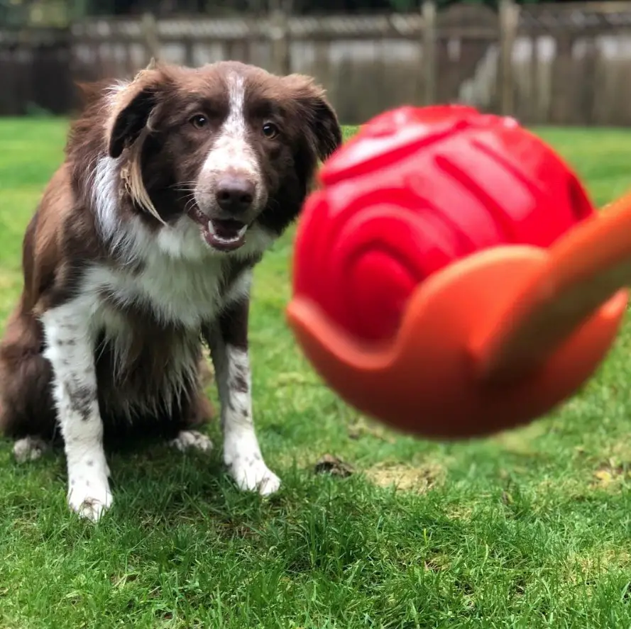 A Red Border Collie sitting in the yard while looking at the ball in front of him