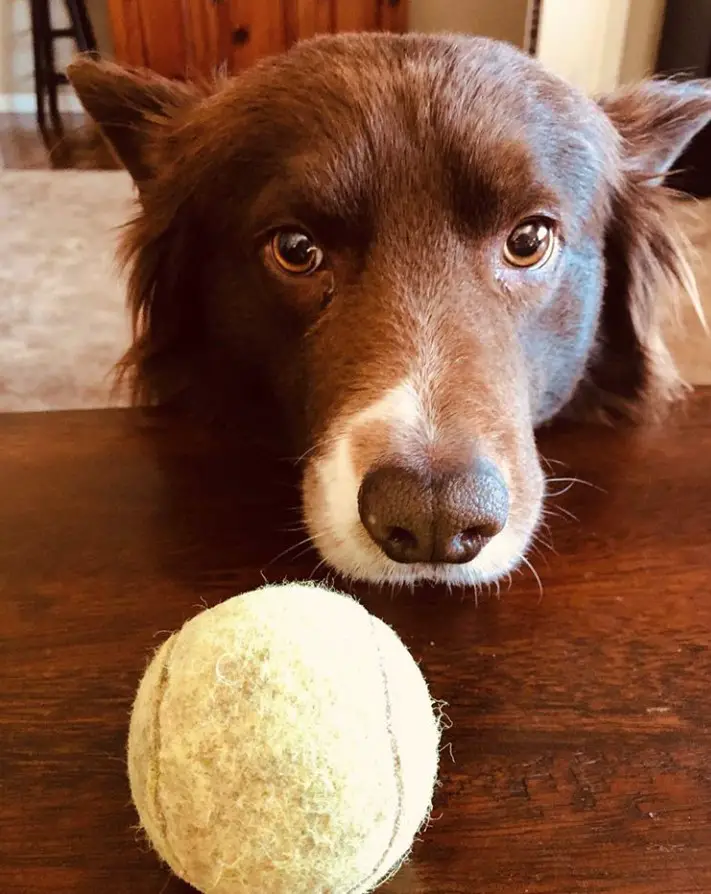 begging face of a Red Border Collie on the edge of the table behind the ball