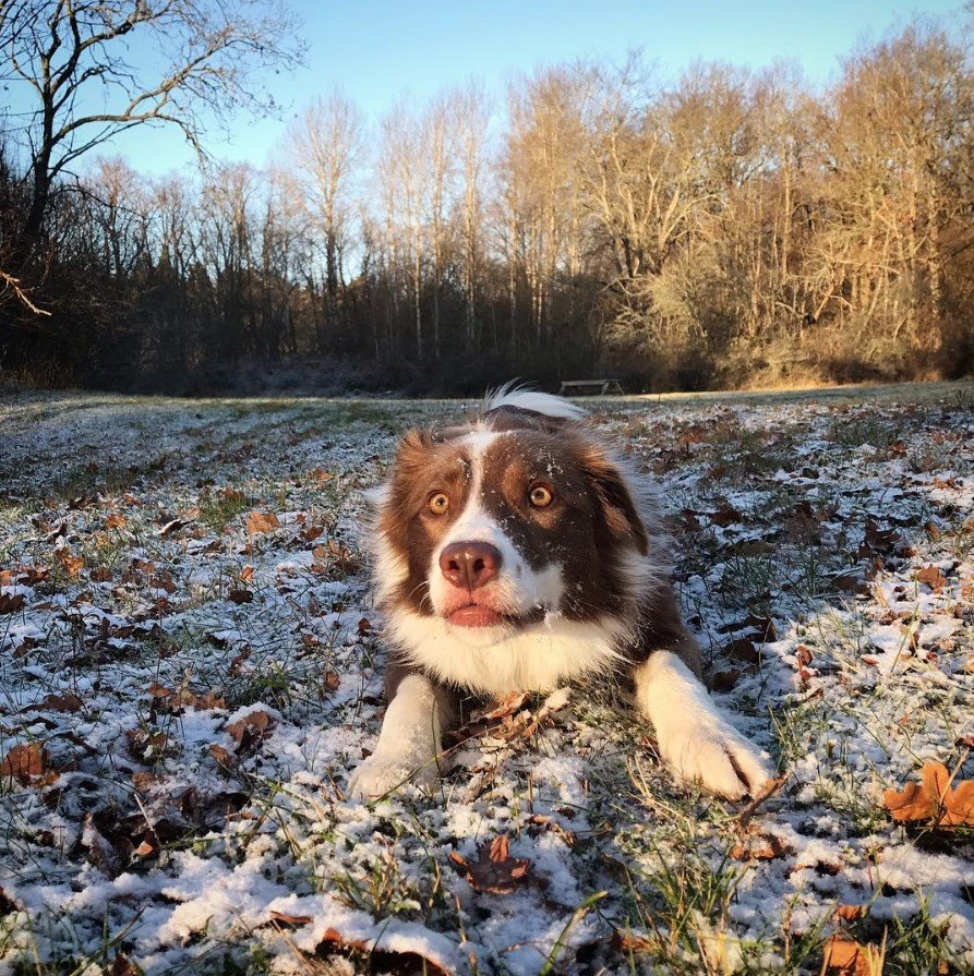 A Red Border Collie lying on the ground with snow