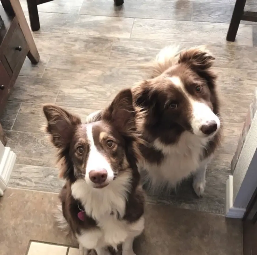 two Red Border Collie sitting on the floor with their begging faces