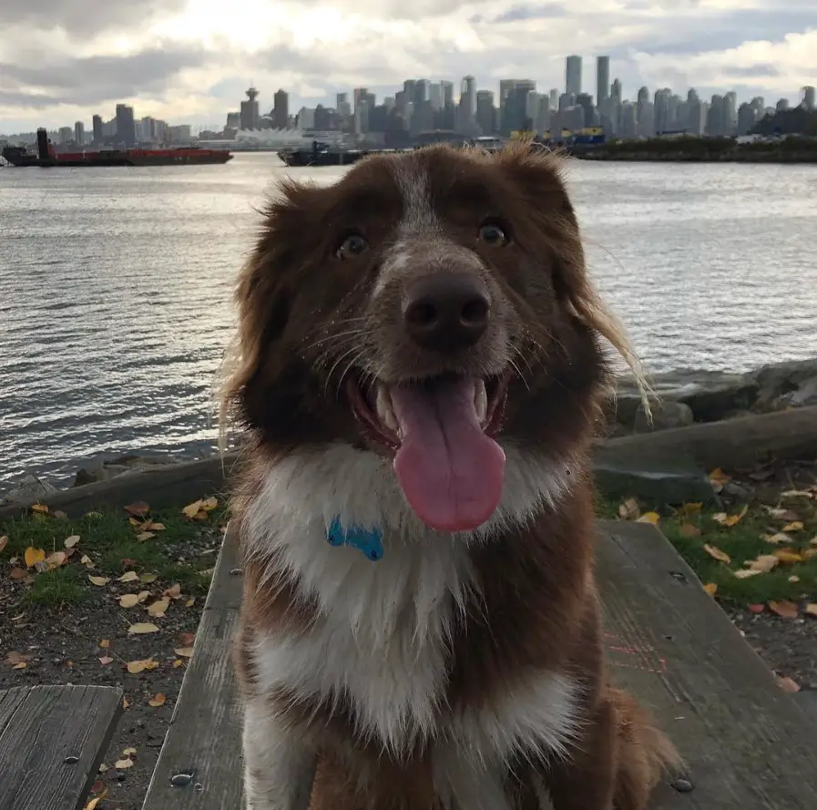 A Red Border Collie sitting on top of the wooden table at the park by the ocean while smiling with its tongue out