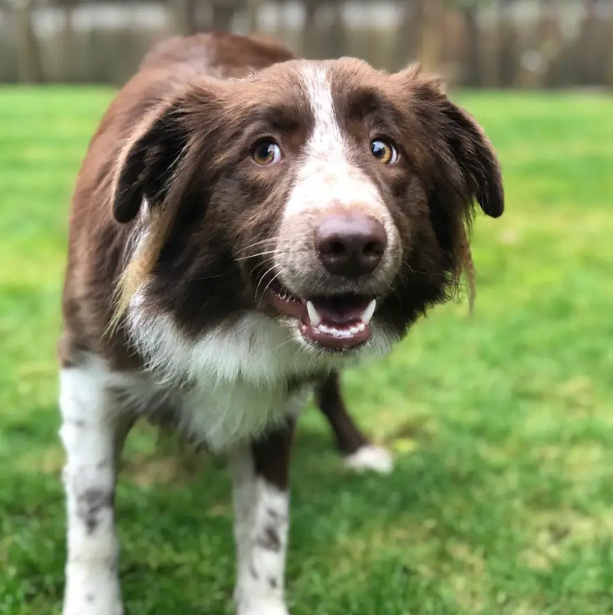 A Red Border Collie standing on the grass at the park while smiling