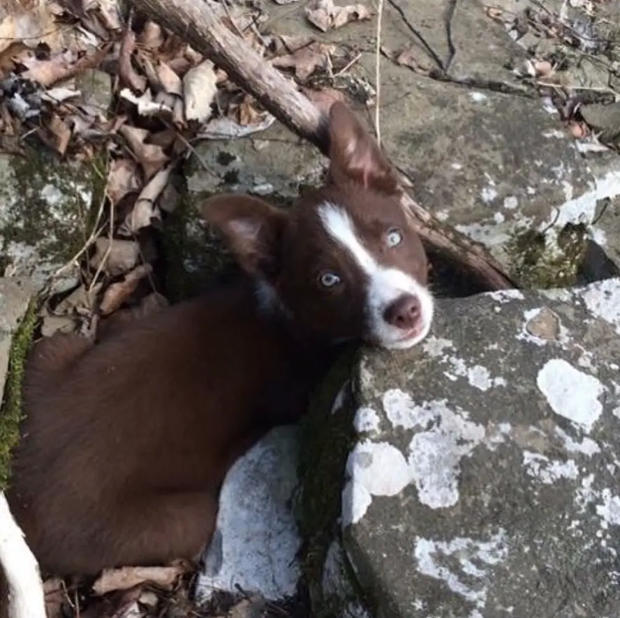 A Red Border Collie puppy sitting in between the broken large rocks in the forest