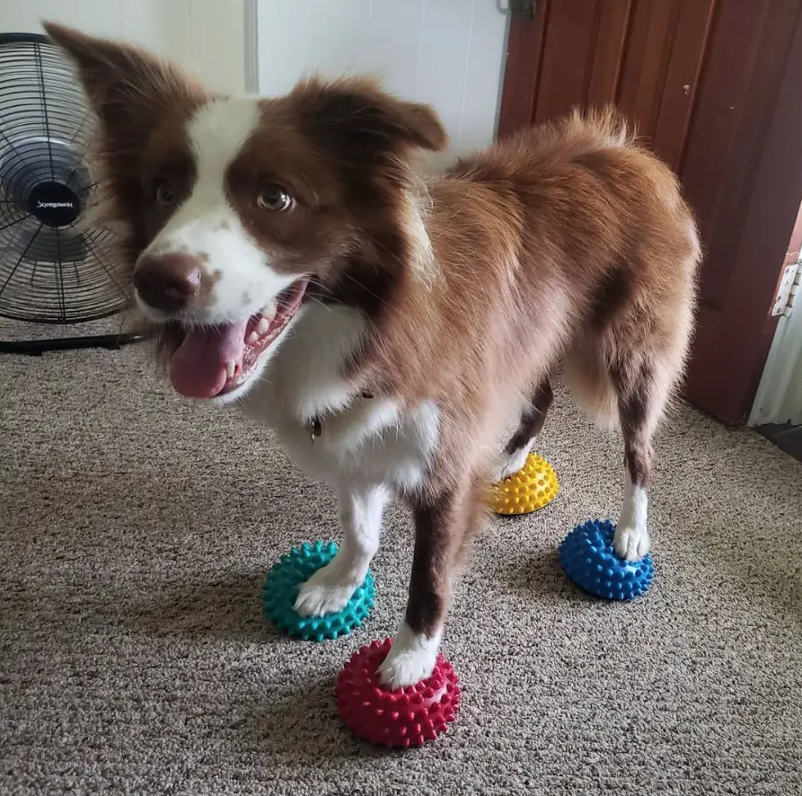 A Red Border Collie standing on the floor with its four paws on top of its chew toys
