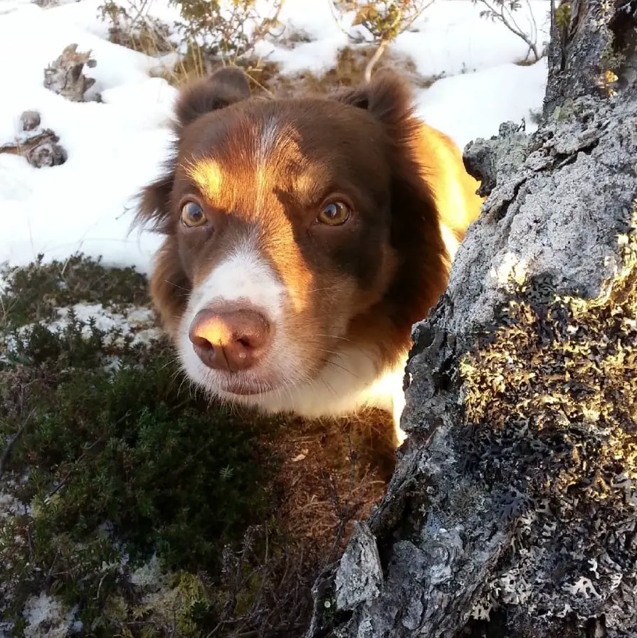 A Red Border Collie standing behind the tree trunk in the forest