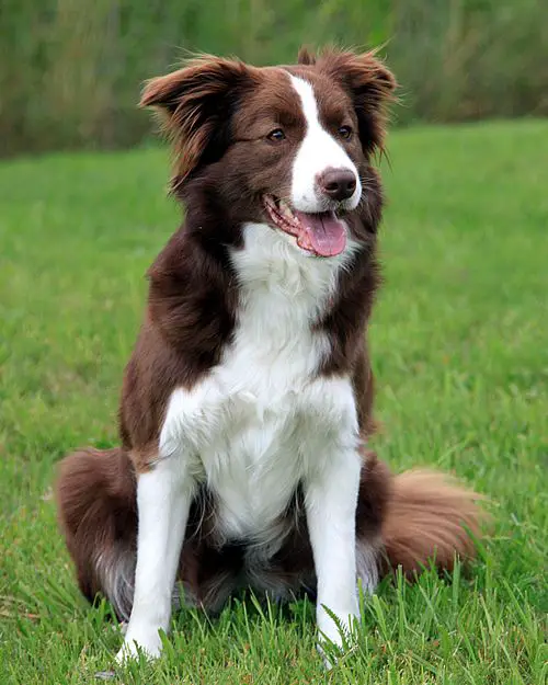 A Red Border Collie sitting on the grass in the yard while smiling