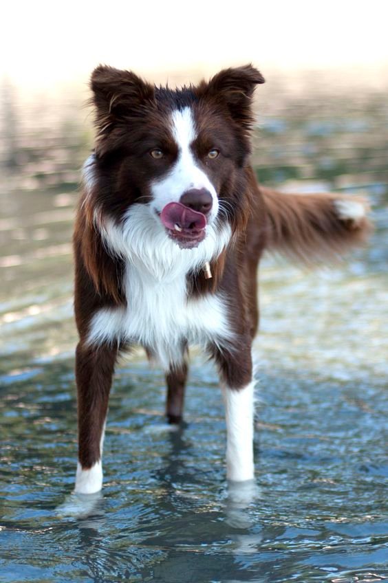 A Red Border Collie standing in the water while licking its mouth