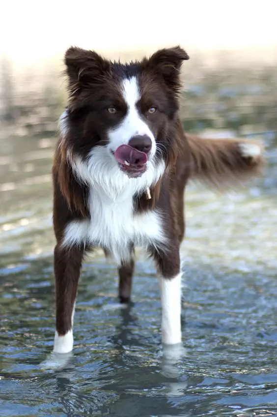 A Red Border Collie standing in the water while licking its mouth