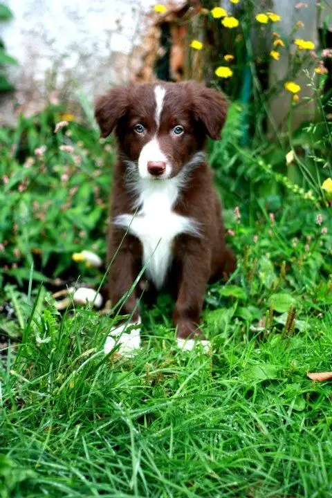 A Red Border Collie sitting in the garden