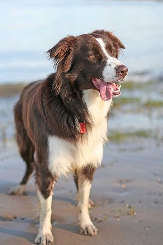 A Red Border Collie standing by the seashore with its tongue sticking out on the side of its mouth