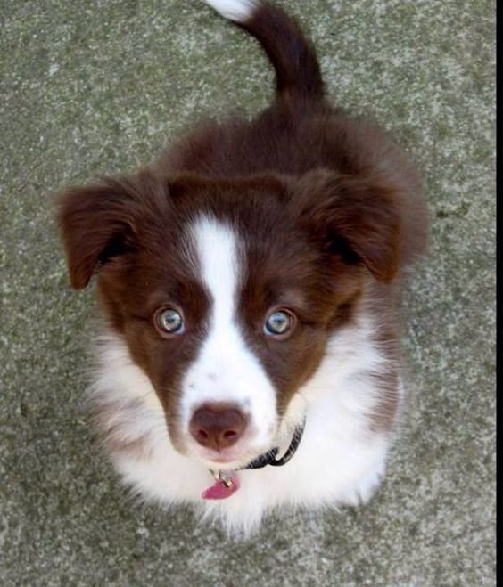 A Red Border Collie puppy sitting on the pavement with its begging face
