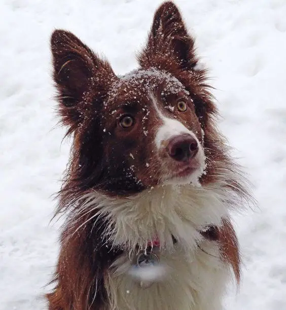 A Red Border Collie sitting in snow while staring
