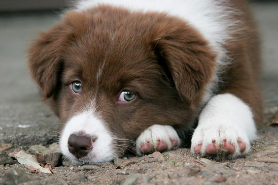 A Red Border Collie puppy lying on the ground