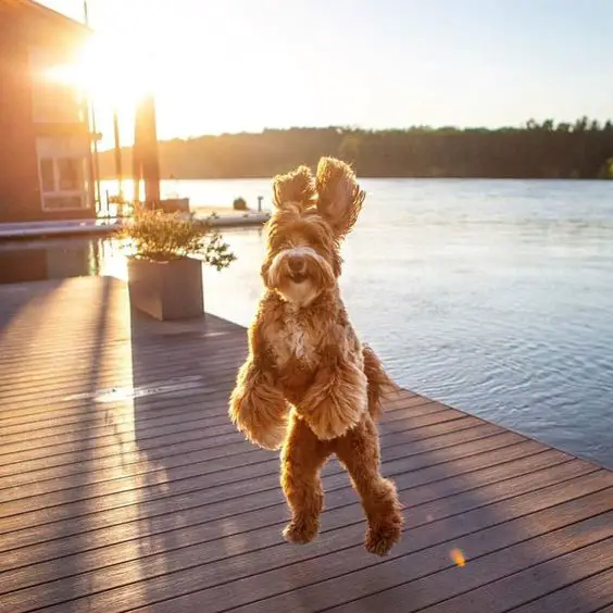 A Goldendoodle jumping on top of the wooden floor by the lake on a sunset