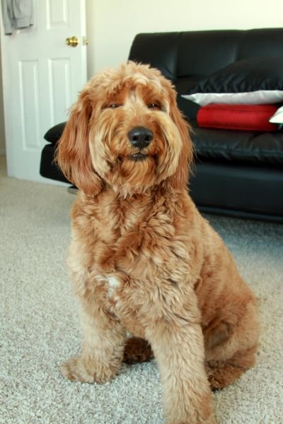 A Goldendoodle sitting on the floor