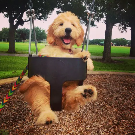 A Goldendoodle in a swing at the park