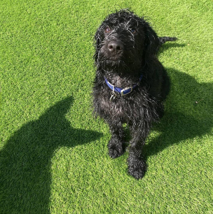 A Rotti-poo sitting on the grass under the sun