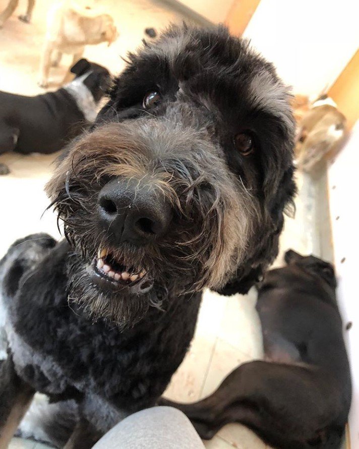 A Rotti-poo sitting on the floor while smiling