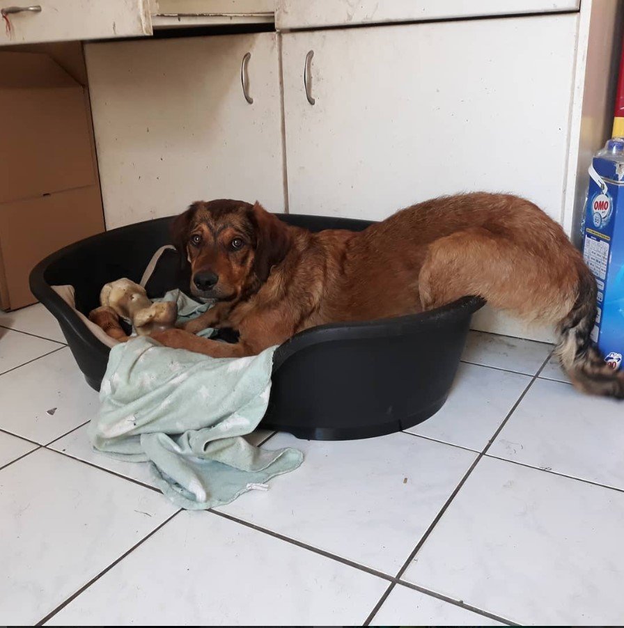 A Rotti-poo lying on top of its bed on the floor