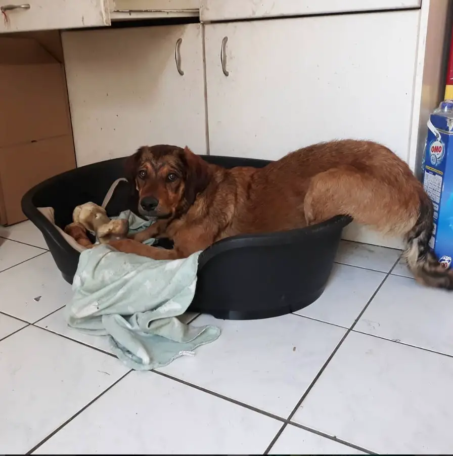 A Rotti-poo lying on top of its bed on the floor