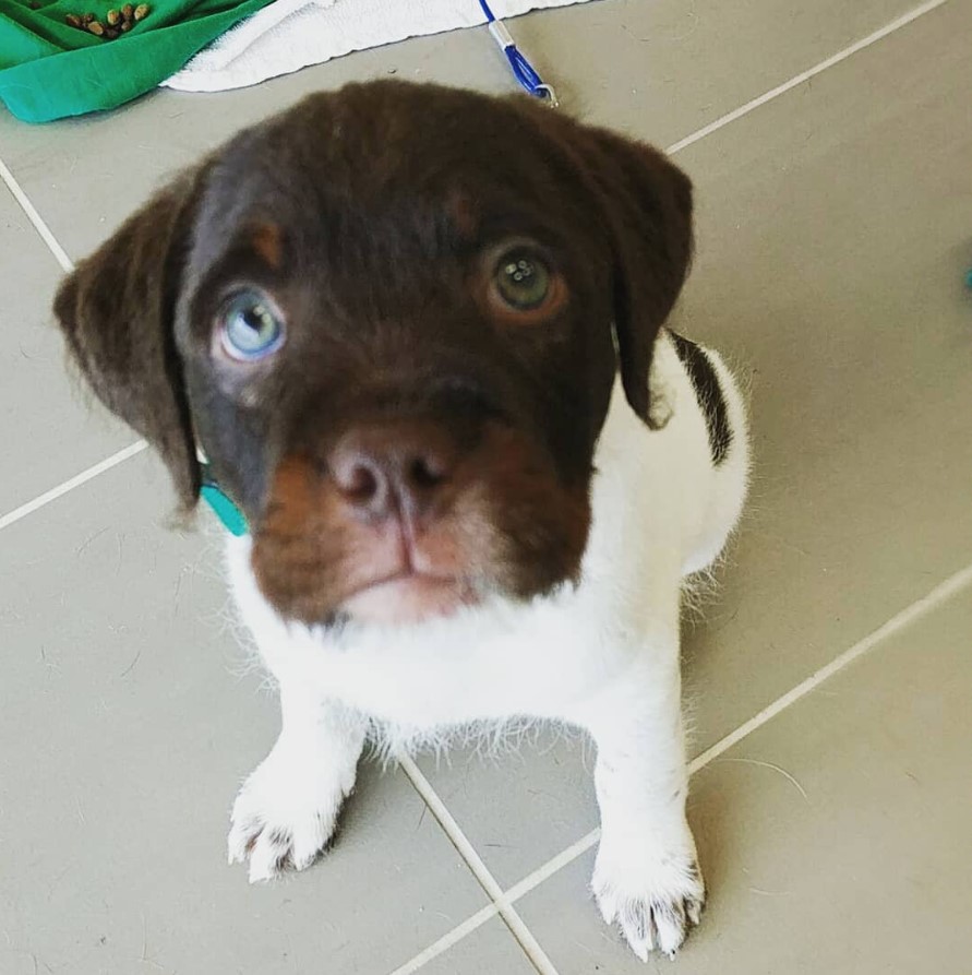 A Rotti-poo puppy sitting on the floor with its begging face