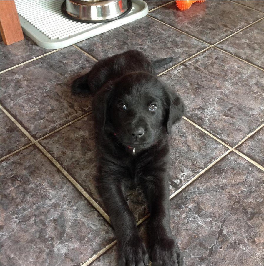 A Rotti-poo puppy lying on the floor