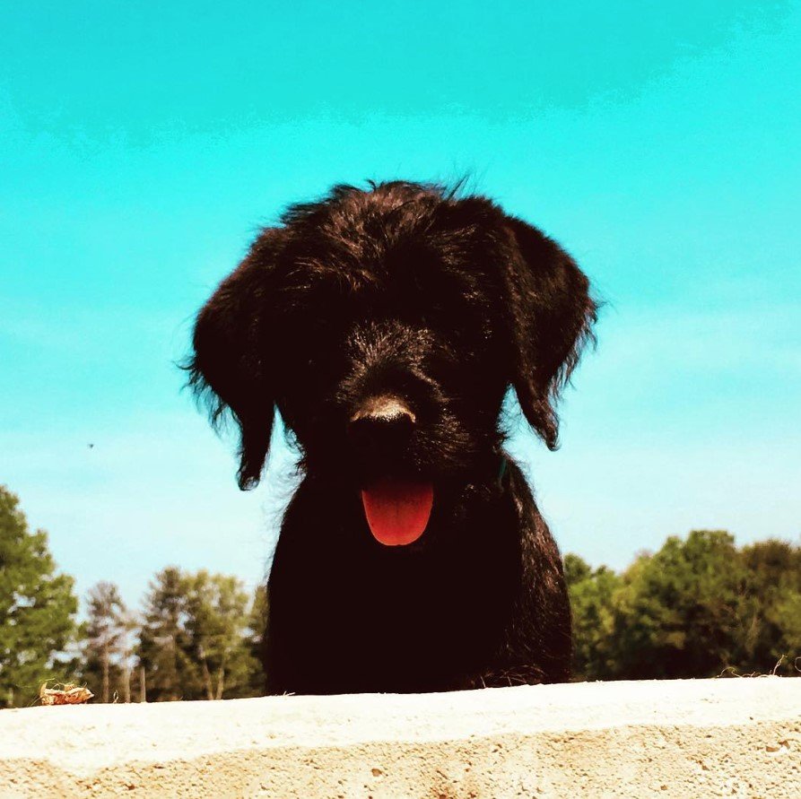 A Rotti-poo sitting at the park with its tongue out